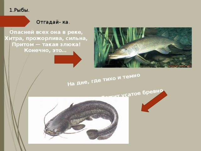 На дне, где тихо и темно  Лежит усатое бревно. 1.Рыбы. Отгадай- ка . Опасней всех она в реке,  Хитра, прожорлива, сильна,  Притом — такая злюка!  Конечно, это… 
