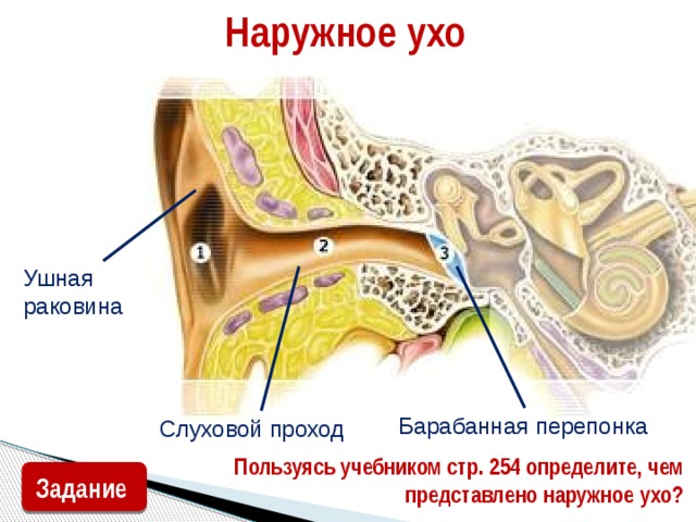 Наружное ухо Ушная раковина Барабанная перепонка Слуховой проход Пользуясь учебником стр. 254 определите, чем представлено наружное ухо? Задание