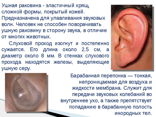 Ушная раковина - эластичный хрящ, сложной формы, покрытый кожей. Предназначена для улавливания звуковых волн. Человек не способен поворачивать ушную раковину в сторону звука, в отличие от многих животных.  Слуховой проход изогнут и постепенно сужается. Его длина около 2,5 см, а диаметр около 8 мм. В стенках слухового прохода находятся железы, выделяющие ушную серу. Барабанная перепонка — тонкая, непроницаемая для воздуха и жидкости мембрана. Служит для передачи звуковых колебаний во внутреннее ухо, а также препятствует попаданию в барабанную полость инородных тел.