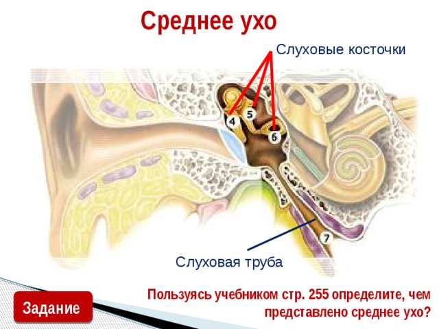 Среднее ухо Слуховые косточки Слуховая труба Пользуясь учебником стр. 255 определите, чем представлено среднее ухо? Задание