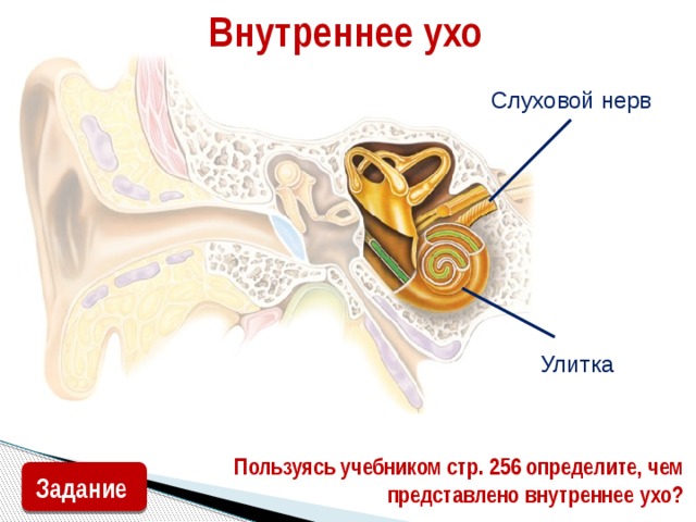 Внутреннее ухо Слуховой нерв Улитка Пользуясь учебником стр. 256 определите, чем представлено внутреннее ухо? Задание