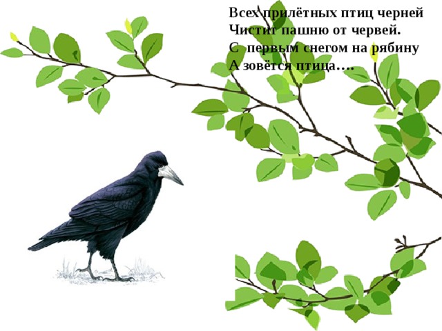 Всех прилётных птиц черней Чистит пашню от червей. С первым снегом на рябину А зовётся птица…. 