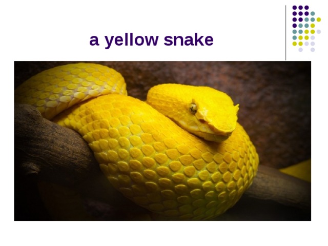 a yellow snake 
