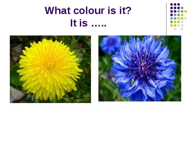 What colour is it?  It is ….. 
