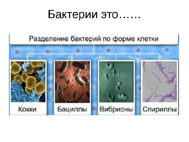 Урок бактерии 7 класс биология. Разделение бактерий по форме клетки. Бактерии урок 6 класс. Бета разнообразие микроорганизмов. Кокки формы.