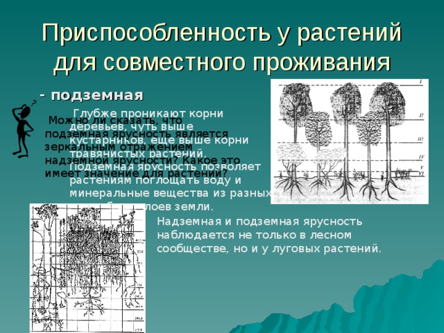 Приспособленность у растений для совместного проживания - подземная Глубже проникают корни деревьев, чуть выше кустарников, еще выше корни травянистых растений. Подземная ярусность позволяет растениям поглощать воду и минеральные вещества из разных по глубине слоев земли. Можно ли сказать, что подземная ярусность является зеркальным отражением надземной ярусности? Какое это имеет значение для растений? Надземная и подземная ярусность наблюдается не только в лесном сообществе, но и у луговых растений. 