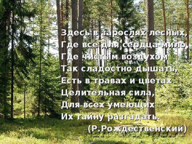 Здесь в зарослях лесных, Где все для сердца мило, Где чистым воздухом Так сладостно дышать, Есть в травах и цветах Целительная сила, Для всех умеющих Их тайну разгадать. (Р.Рождественский) 