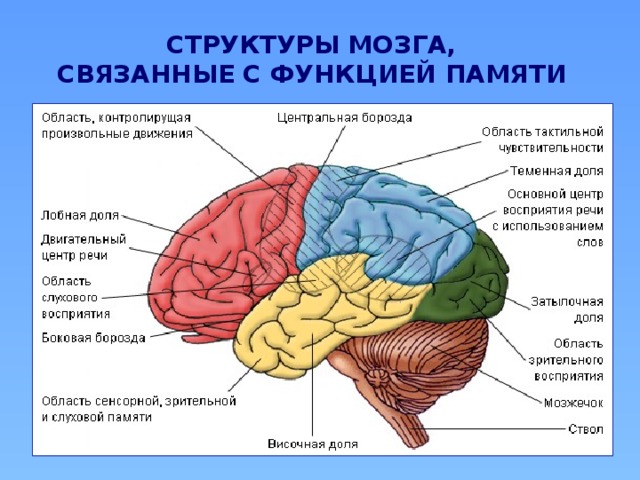 СТРУКТУРЫ МОЗГА,  СВЯЗАННЫЕ С ФУНКЦИЕЙ ПАМЯТИ  
