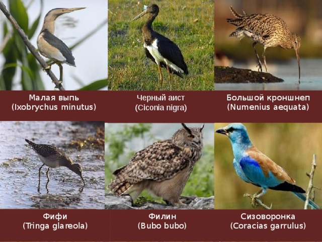 Красная книга калининградской области животные и растения презентация