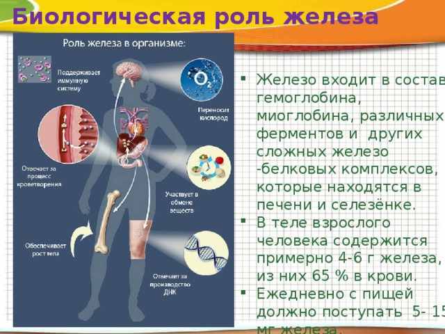 Биологическая роль железа Железо входит в состав гемоглобина, миоглобина, различных ферментов и других сложных железо -белковых комплексов, которые находятся в печени и селезёнке. В теле взрослого человека содержится примерно 4-6 г железа, из них 65 % в крови. Ежедневно с пищей должно поступать 5- 15 мг железа. 