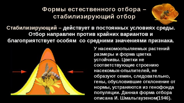 Формы естественного отбора – стабилизирующий отбор Стабилизирующий – действует в постоянных условиях среды. Отбор направлен против крайних вариантов и благоприятствует особям со средними значениями признака. У насекомоопыляемых растений размеры и форма цветка устойчивы. Цветки не соответствующие строению насекомых-опылителей, не образуют семян, следовательно, гены, обусловившие отклонение от нормы, устраняются из генофонда популяции. Данная форма отбора описана И. Шмальгаузеном(1946). 