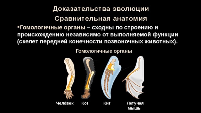 Доказательства эволюции животного мира учение ч дарвина об эволюции презентация 7 класс