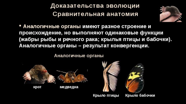 Доказательства эволюции Сравнительная анатомия  Аналогичные органы имеют разное строение и происхождение, но выполняют одинаковые функции (жабры рыбы и речного рака; крылья птицы и бабочки). Аналогичные органы – результат конвергенции. Аналогичные органы крот медведка Крыло бабочки Крыло птицы 