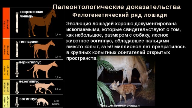 Палеонтологические доказательства современная лошадь Филогенетический ряд лошади Эволюция лошадей хорошо документирована ископаемыми, которые свидетельствуют о том, как небольшое, размером с собаку, лесное животное эогиппус, обладавшее пальцами вместо копыт, за 50 миллионов лет превратилось в крупных копытных обитателей открытых пространств. 1,6 м гиппарион 1,0 м мерикгиппус 1,0 м мезогиппус 0,6 м эогиппус 0,4 м высота Предшественник лошади 