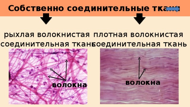 Собственно соединительные ткани       рыхлая волокнистая соединительная ткань плотная волокнистая соединительная ткань волокна волокна 
