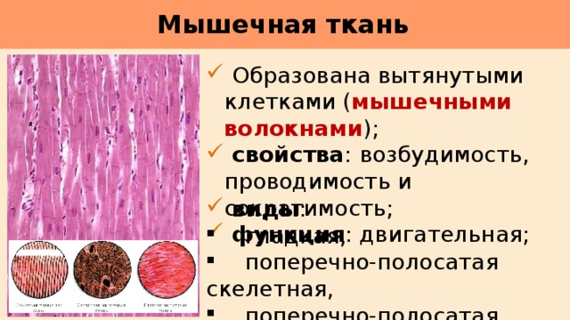 Какими свойствами обладают клетки мышечной ткани. Мышечная ткань человека. Клетки гладкой мышечной ткани. Строение мышечной ткани.