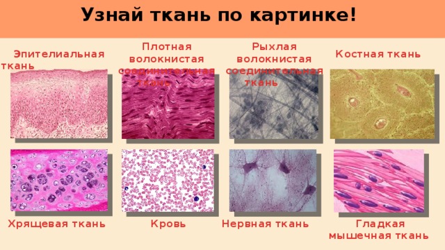     Узнай ткань по картинке! Плотная волокнистая соединительная ткань Рыхлая волокнистая соединительная ткань Костная ткань Эпителиальная ткань Хрящевая ткань Кровь Нервная ткань Гладкая мышечная ткань 