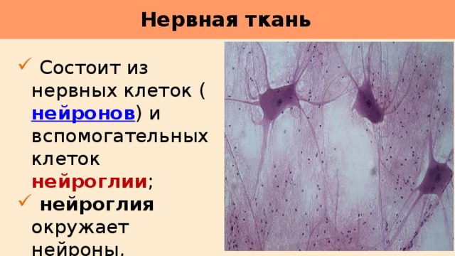 Нервная ткань      Состоит из нервных клеток ( нейронов ) и вспомогательных клеток нейроглии ;  нейроглия окружает нейроны, обеспечивает их питание и защиту. 