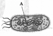 Клетка бактерии рисунок 5 класс по биологии