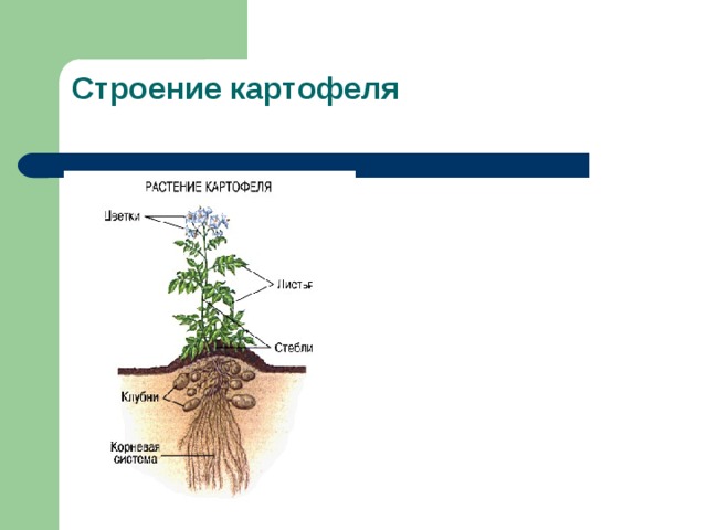 Строение растения картофель картинка