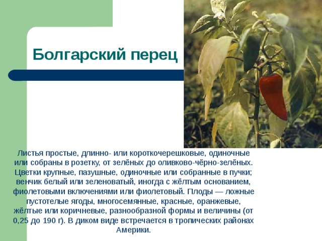 Листья простые или сложные семейства пасленовые. Жилкование листа перца. Перец жилкование листьев. Разновидности перца листья. Тип листа перца.