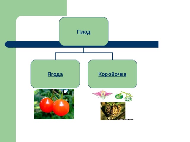 Что является признаком плодов растений. Плод ягода или коробочка семейство. Семейство Пасленовые плод ягода.