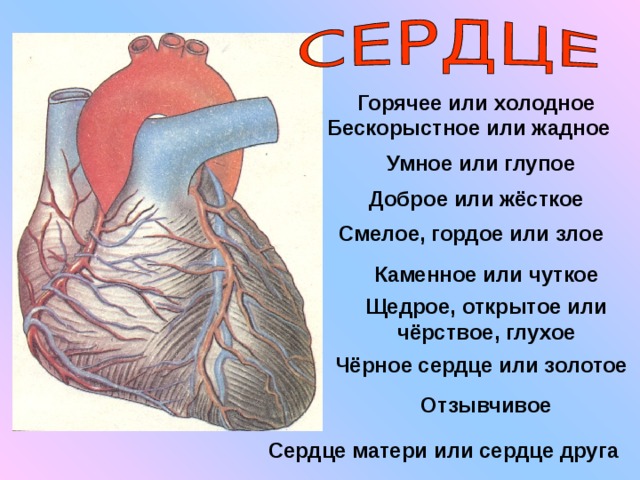 Индивидуальный проект сердце человека