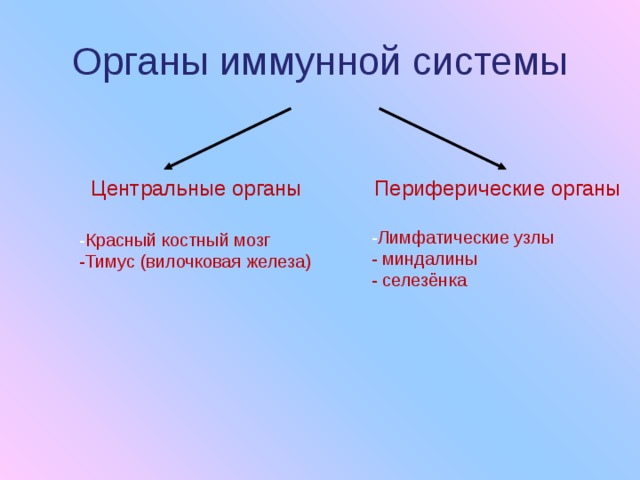Органы иммунной системы Периферические органы Центральные органы - Красный костный мозг -Тимус (вилочковая железа) - Лимфатические узлы - миндалины - селезёнка 