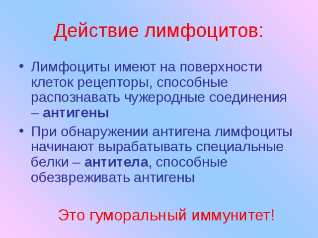 Действие лимфоцитов: Лимфоциты имеют на поверхности клеток рецепторы, способные распознавать чужеродные соединения – антигены При обнаружении антигена лимфоциты начинают вырабатывать специальные белки – антитела , способные обезвреживать антигены Это гуморальный иммунитет! 
