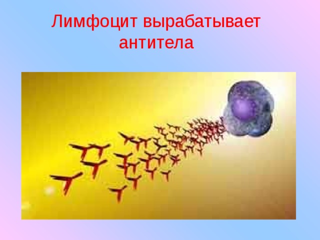Лимфоцит вырабатывает антитела 