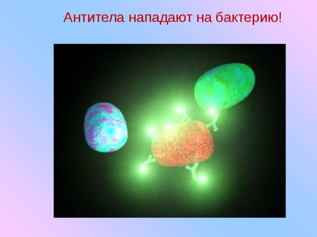 Антитела нападают на бактерию! 