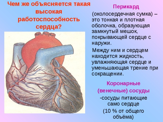 Перикард (околосердечная сумка) – это тонкая и плотная оболочка, образующая замкнутый мешок, покрывающей сердце с наружи. Между ним и сердцем находится жидкость, увлажняющая сердце и уменьшающая трение при сокращении. Чем же объясняется такая высокая работоспособность сердца? Коронарные (венечные) сосуды сосуды питающие само сердце (10 % от общего объёма) 