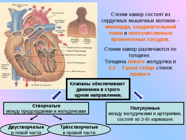Стенки камер состоят из сердечных мышечных волокон – миокарда,  соединительной ткани и многочисленных кровеносных сосудов. Стенки камер различаются по толщине.  Толщина левого желудочка в 2,5 - 3 раза толще стенок правого Клапаны обеспечивают  движение в строго одном направлении. Створчатые между предсердиями и желудочками Полулунные между желудочками и артериями, состоят из 3-ёх кармашек  Двустворчатые в левой части Трёхстворчатые в правой части 