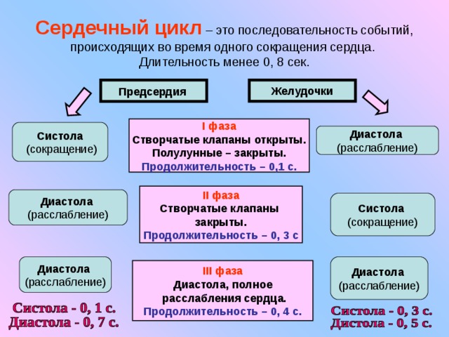 Сердечный цикл – это последовательность событий, происходящих во время одного сокращения сердца.  Длительность менее 0, 8 сек. Предсердия  Желудочки I фаза Створчатые клапаны открыты. Полулунные – закрыты. Продолжительность – 0,1 с. Систола  (сокращение)  Диастола  (расслабление) II фаза Створчатые клапаны закрыты. Продолжительность – 0, 3 с Диастола  (расслабление) Систола (сокращение)  Диастола  (расслабление) Диастола  (расслабление) III фаза Диастола, полное  расслабления сердца. Продолжительность – 0, 4 с. 