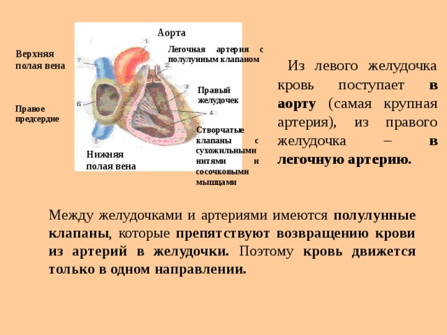 Полулунные и створчатые клапаны