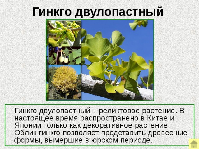 Гинкговые растения примеры названия Презентация "Доказательства эволюции"