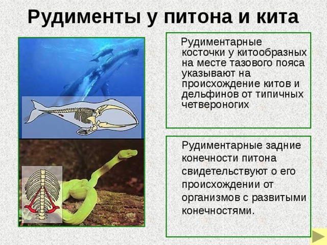 Рассмотрите рисунки на которых представлены птица киви часть скелета питона скелет кита