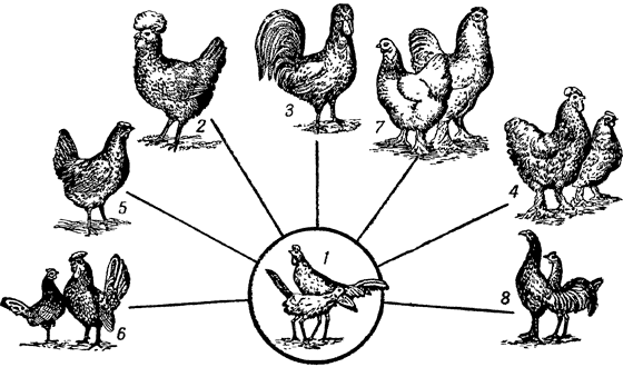 Искусственный отбор картинки