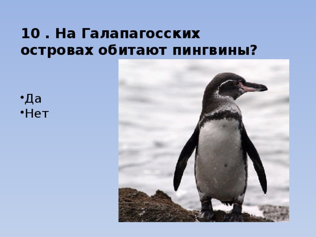10 . На Галапагосских островах обитают пингвины? Да Нет 