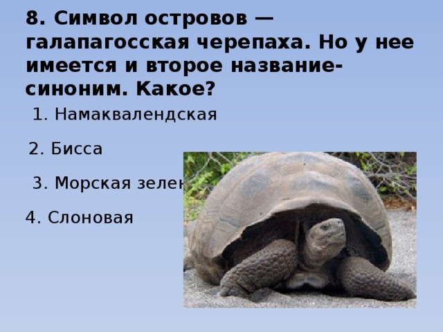 Черепаха символизирует. Что обозначает символ черепахи. Что символизирует черепаха. Черепашка что символизирует. Черепаха символ чего.