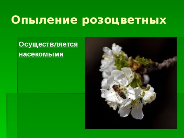 Презентация на тему розоцветные растения 6 класс