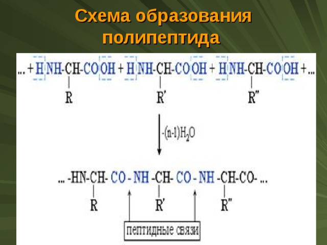 Схема образования полипептида  