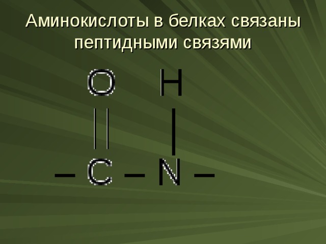 Аминокислоты в белках связаны пептидными связями 