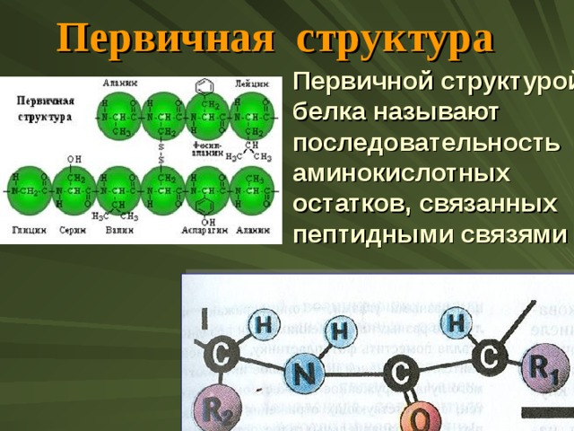 Первичная структура Первичной структурой  белка называют последовательность аминокислотных остатков, связанных пептидными связями  