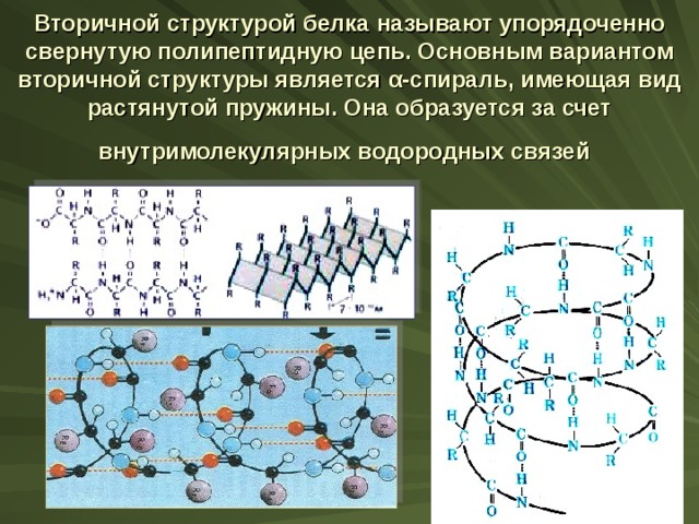 Вторичной структурой белка  называют упорядоченно свернутую полипептидную цепь. Основным вариантом вторичной структуры является α -спираль, имеющая вид растянутой пружины. Она образуется за счет внутримолекулярных водородных связей  