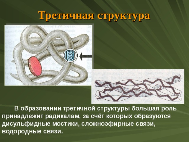 Третичная структура  В образовании третичной структуры большая роль принадлежит радикалам, за счёт которых образуются дисульфидные мостики, сложноэфирные связи, водородные связи. 