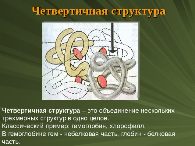 Четвертичная структура Четвертичная структура – это объединение нескольких трёхмерных структур в одно целое. Классический пример: гемоглобин, хлорофилл. В гемоглобине гем - небелковая часть, глобин - белковая часть. 