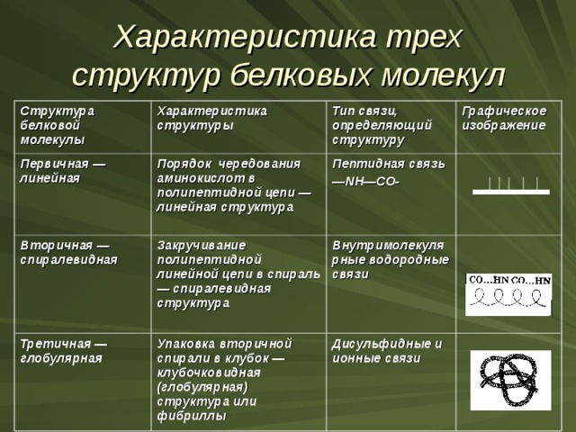 Структуры белков таблица. Характеристика структур белка. Структура белков таблица. Характеристика первичной структуры белка. Структуры молекул белков таблица.