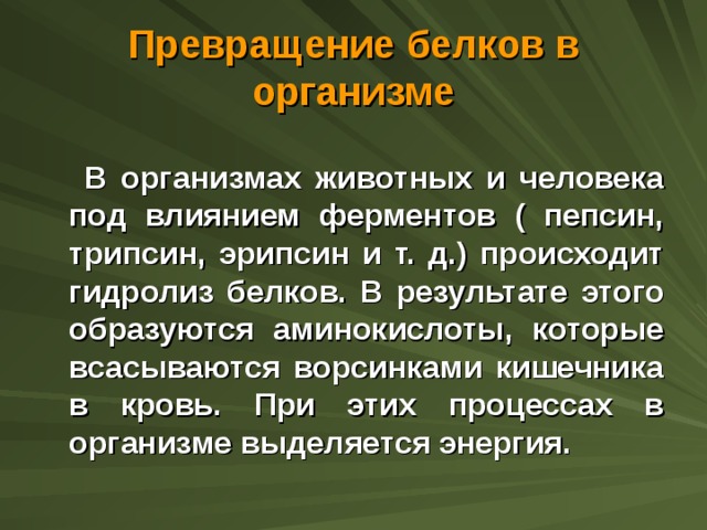 Превращение белков в организме  В организмах животных и человека под влиянием ферментов ( пепсин, трипсин, эрипсин и т. д.) происходит гидролиз белков. В результате этого образуются аминокислоты, которые всасываются ворсинками кишечника в кровь. При этих процессах в организме выделяется энергия.   