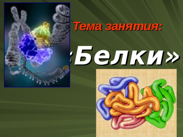 Тема занятия: «Белки» 
